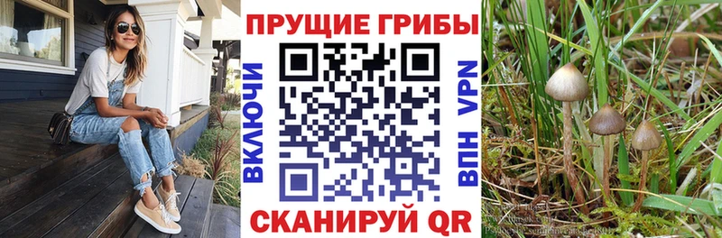 хочу наркоту  Грязовец  Галлюциногенные грибы Psilocybe 